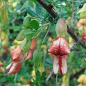 Caragana sinica fleur P2C